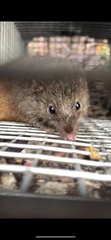 Antechinus minimus