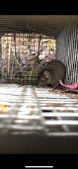 Antechinus minimus