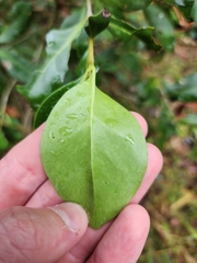 Cyclophyllum coprosmoides