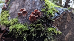 Chondrostereum purpureum