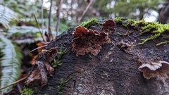 Chondrostereum purpureum