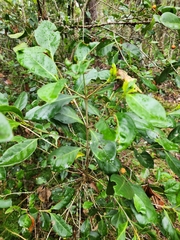 Cyclophyllum coprosmoides