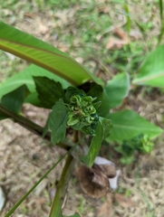 Acalypha indica