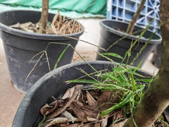 Digitaria radicosa