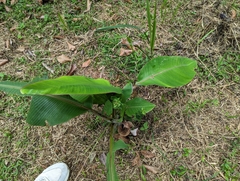 Acalypha indica