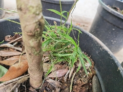 Digitaria radicosa