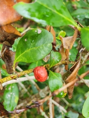 Cyclophyllum coprosmoides