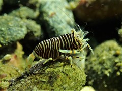 Gnathophyllum americanum