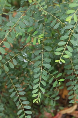 Phyllanthus gunnii