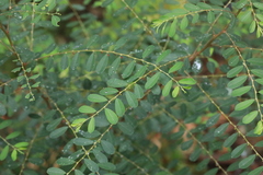 Phyllanthus gunnii