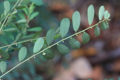 Phyllanthus gunnii