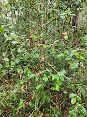Cyclophyllum coprosmoides