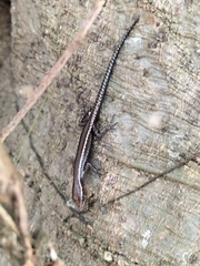 Cryptoblepharus virgatus