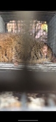 Antechinus minimus