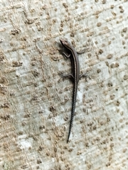 Cryptoblepharus virgatus