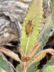 Ellipsidion humerale