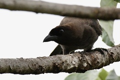Cyanocorax cyanomelas