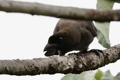 Cyanocorax cyanomelas