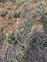 Heterotheca sessiliflora echioides