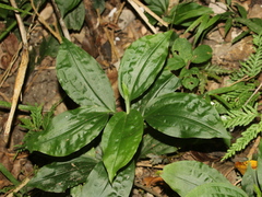 Goodyera rubicunda