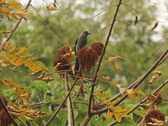 Dendrocitta formosae formosae