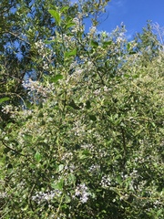 Ceanothus oliganthus