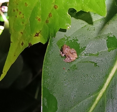 Pseudophilautus popularis