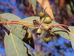 Eucalyptus socialis socialis