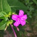 紫茉莉 - Photo 由 Jianstargazer 所上傳的 (c) Jianstargazer，保留部份權利CC BY-NC