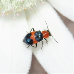 Dicranolaius cinctus