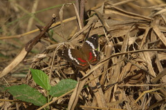 Anartia fatima colima