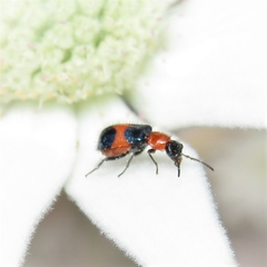 Dicranolaius cinctus