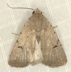 Caradrina atriluna