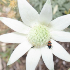 Dicranolaius cinctus