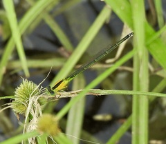 Ischnura pruinescens