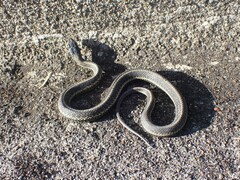Thamnophis sirtalis