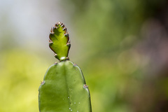 Selenicereus ocamponis