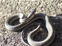 Thamnophis sirtalis