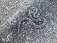 Thamnophis sirtalis