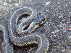 Thamnophis sirtalis
