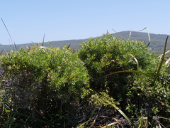 Hakea oleifolia