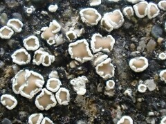 Lecanoromycetes