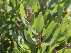 Hakea oleifolia
