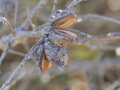 Hakea oleifolia