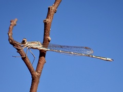 Austrolestes aridus