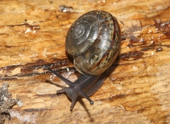 Helminthoglypta uvasana