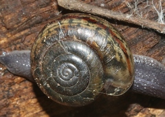 Helminthoglypta uvasana