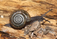 Helminthoglypta uvasana