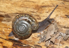 Helminthoglypta uvasana