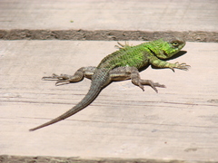 Sceloporus formosus